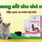 Có nhiều nguyên nhân có thể gây thiếu sắt ở chó