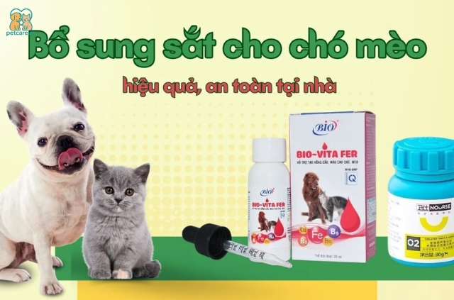 Có nhiều nguyên nhân có thể gây thiếu sắt ở chó