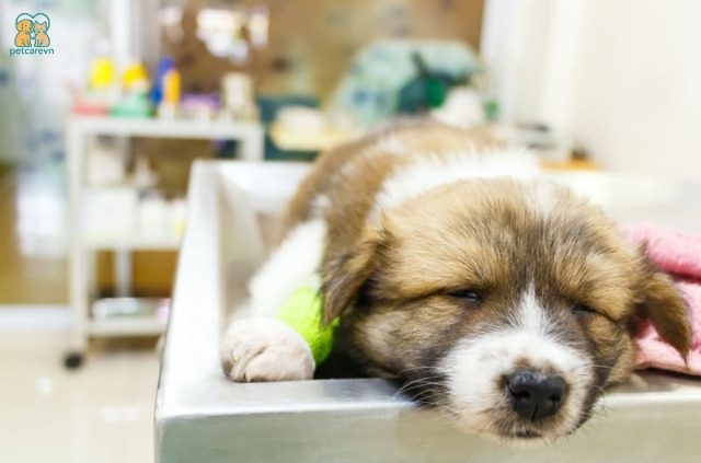 Bệnh Parvo ở chó là một căn bệnh nguy hiểm
