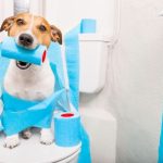Đưa chó đến vị trí đi vệ sinh đã chọn vào thời điểm đã định trong lịch trình