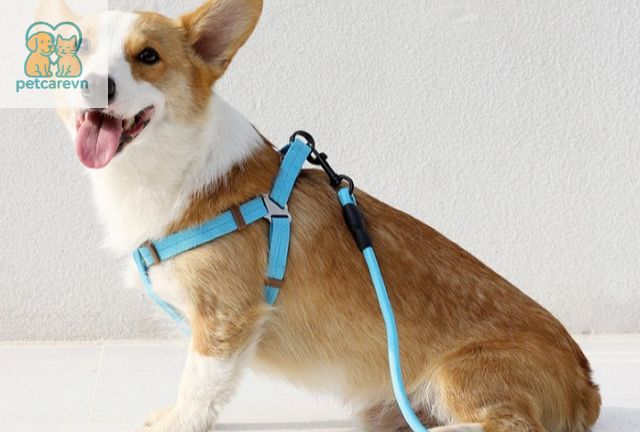Cách Đeo Dây Dắt Yếm Cho Chó