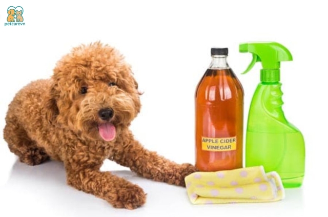 Nước tiểu chó, dù ở bất kỳ đâu, từ thảm đến sàn gỗ, đều có thể gây ra mùi khó chịu