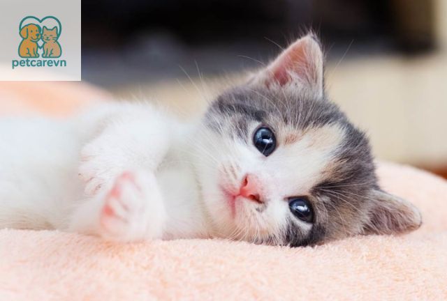 Mèo con cần được cung cấp đầy đủ dinh dưỡng để phát triển toàn diện.