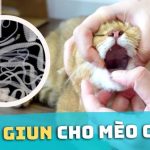 Trên thị trường có nhiều loại thuốc tẩy giun cho mèo khác nhau