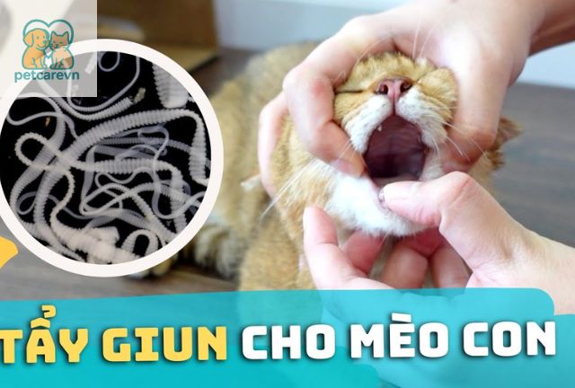 Trên thị trường có nhiều loại thuốc tẩy giun cho mèo khác nhau