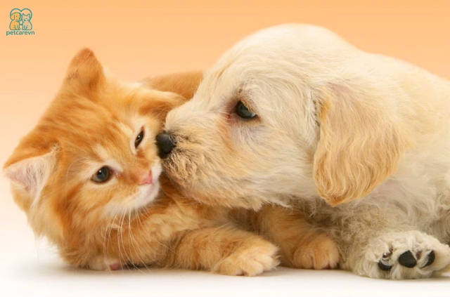 Liệu cách quy đổi "một năm của chó bằng bảy năm của người" có còn chính xác?