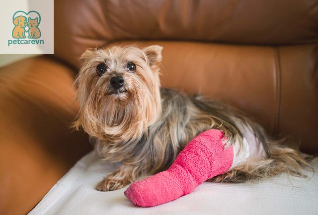 Tại Sao Việc Cầm Máu Móng Chân Cho Chó Mèo Lại Quan Trọng