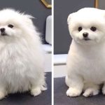 Có rất nhiều kiểu cắt lông cho chó Phốc Sóc