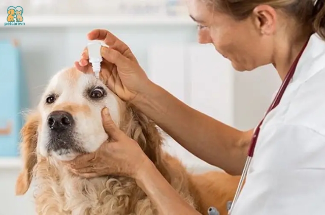 Chó bị chảy nước mắt là một vấn đề phổ biến mà nhiều người nuôi chó gặp phải
