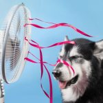 Bật quạt hoặc điều hòa để giúp chó hạ nhiệt nhanh hơn