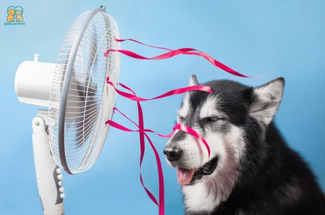 Bật quạt hoặc điều hòa để giúp chó hạ nhiệt nhanh hơn