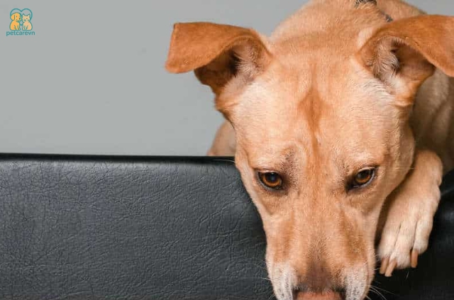Suy gan là một bệnh lý nguy hiểm có thể ảnh hưởng nghiêm trọng đến sức khỏe của chó