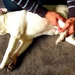 Bác sĩ sẽ kiểm tra độ lỏng lẻo của khớp bằng cách di chuyển chân của chó theo các hướng khác nhau