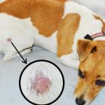 Khi chó bị viêm da, việc bổ sung những thực phẩm có lợi cho da cũng rất quan trọng