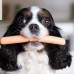 Cho chó con ăn xúc xích được không? Giải đáp chi tiết