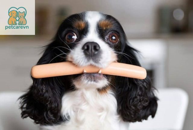 Cho chó con ăn xúc xích được không? Giải đáp chi tiết