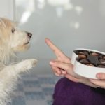Chocolate là một món ăn yêu thích của nhiều người, nhưng lại cực kỳ độc hại đối với chó