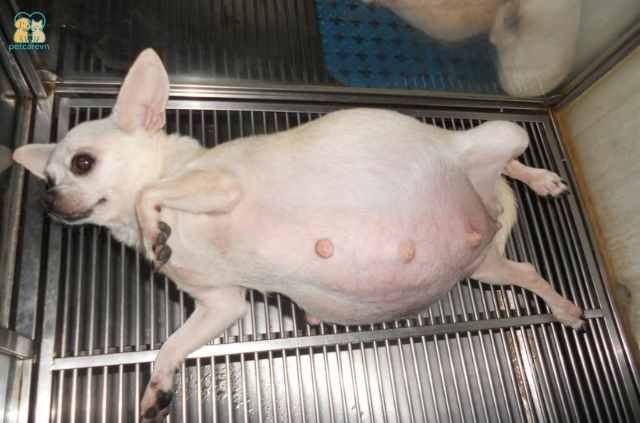 Mang thai là một giai đoạn đặc biệt và đầy mong chờ đối với những người yêu chó
