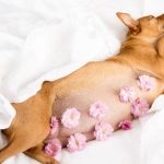 Chăm sóc chó mang thai đòi hỏi sự cẩn thận và kiến thức