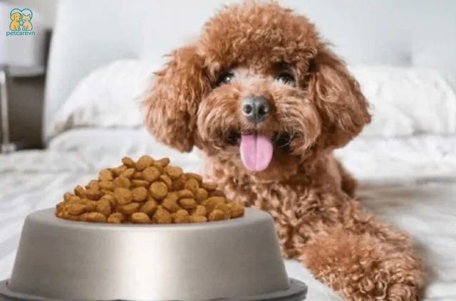 Chó Poodle là một giống chó thông minh, đáng yêu