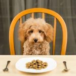 Giống như các loài chó khác, Poodle cần một chế độ ăn cân bằng