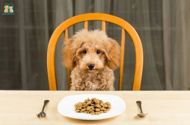 Giống như các loài chó khác, Poodle cần một chế độ ăn cân bằng
