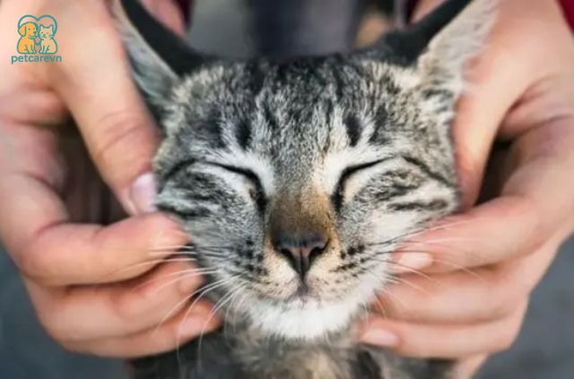 Có nhiều cách để mèo thể hiện tình cảm với chủ nhân của mình