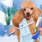 Bắt đầu bằng cách cho chó làm quen với bàn chải đánh răng và kem đánh răng