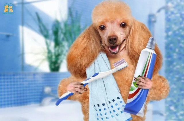 Bắt đầu bằng cách cho chó làm quen với bàn chải đánh răng và kem đánh răng