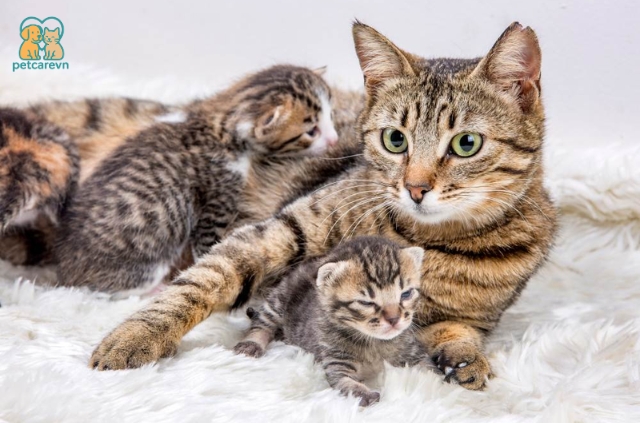Việc chuẩn bị một chiếc ổ đẻ thoải mái, an toàn cho chú mèo là điều cần thiết