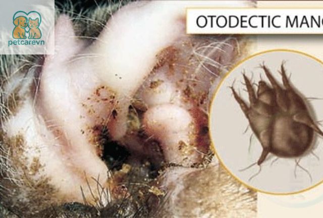 Chẩn Đoán Mèo Bị Rận Tai