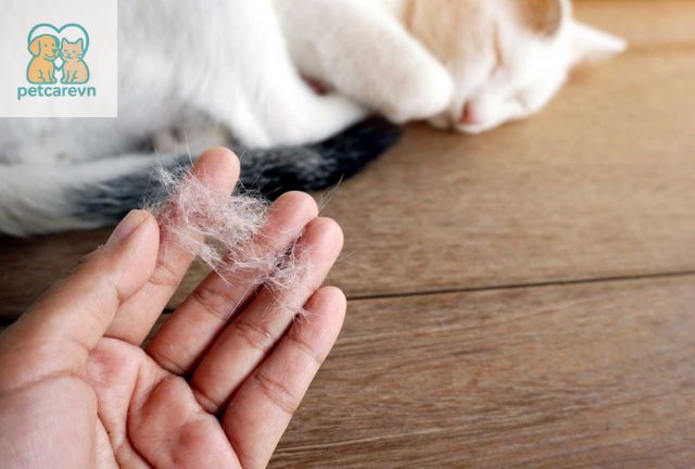 ách Chẩn Đoán Nguyên Nhân Mèo Bị Rụng Lông Nhiều