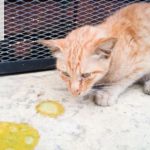 Cách Điều Trị Mèo Bị Tiêu Chảy Tại Nhà