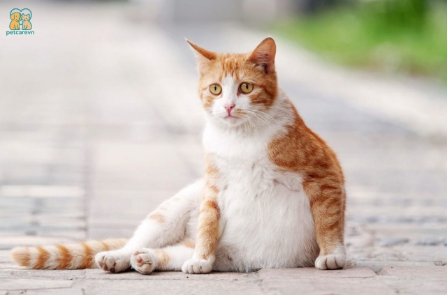 Bạn nghi ngờ bé mèo nhà mình đang mang thai?