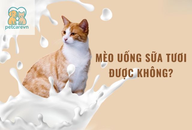 Giải Pháp Thay Thế An Toàn Hơn Cho Mèo