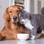 Khi cân nhắc nên nuôi chó hay mèo, chi phí là một yếu tố quan trọng