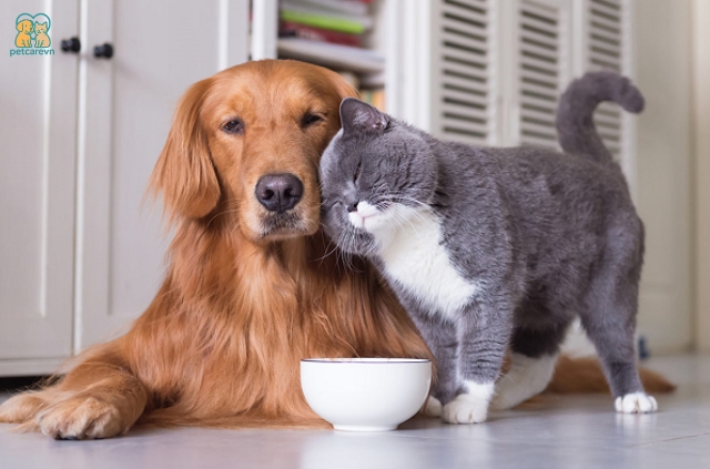 Khi cân nhắc nên nuôi chó hay mèo, chi phí là một yếu tố quan trọng