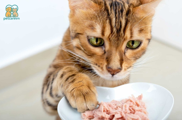 Pate đóng vai trò quan trọng trong chế độ dinh dưỡng của mèo