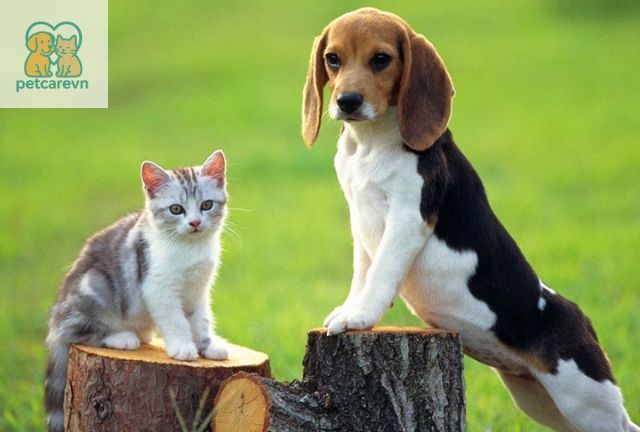 Việc siro cho chó mèo có tốt không phụ thuộc vào nhiều yếu tố